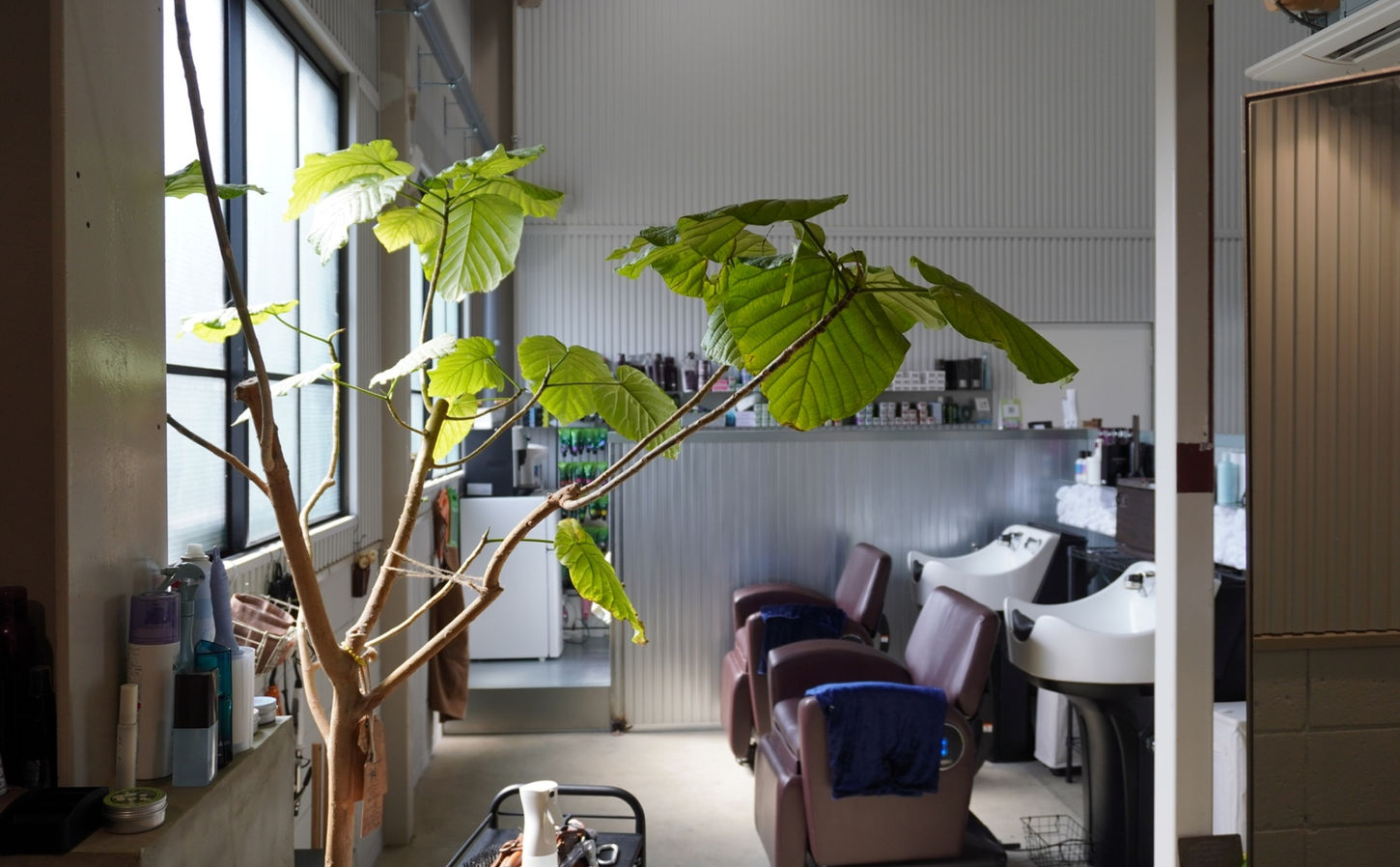 観葉植物が手前にあり美容院バロン店内に自然光が入る様子