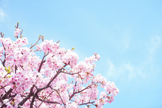 綺麗な桜と青い空