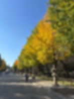 靖国神社の紅葉