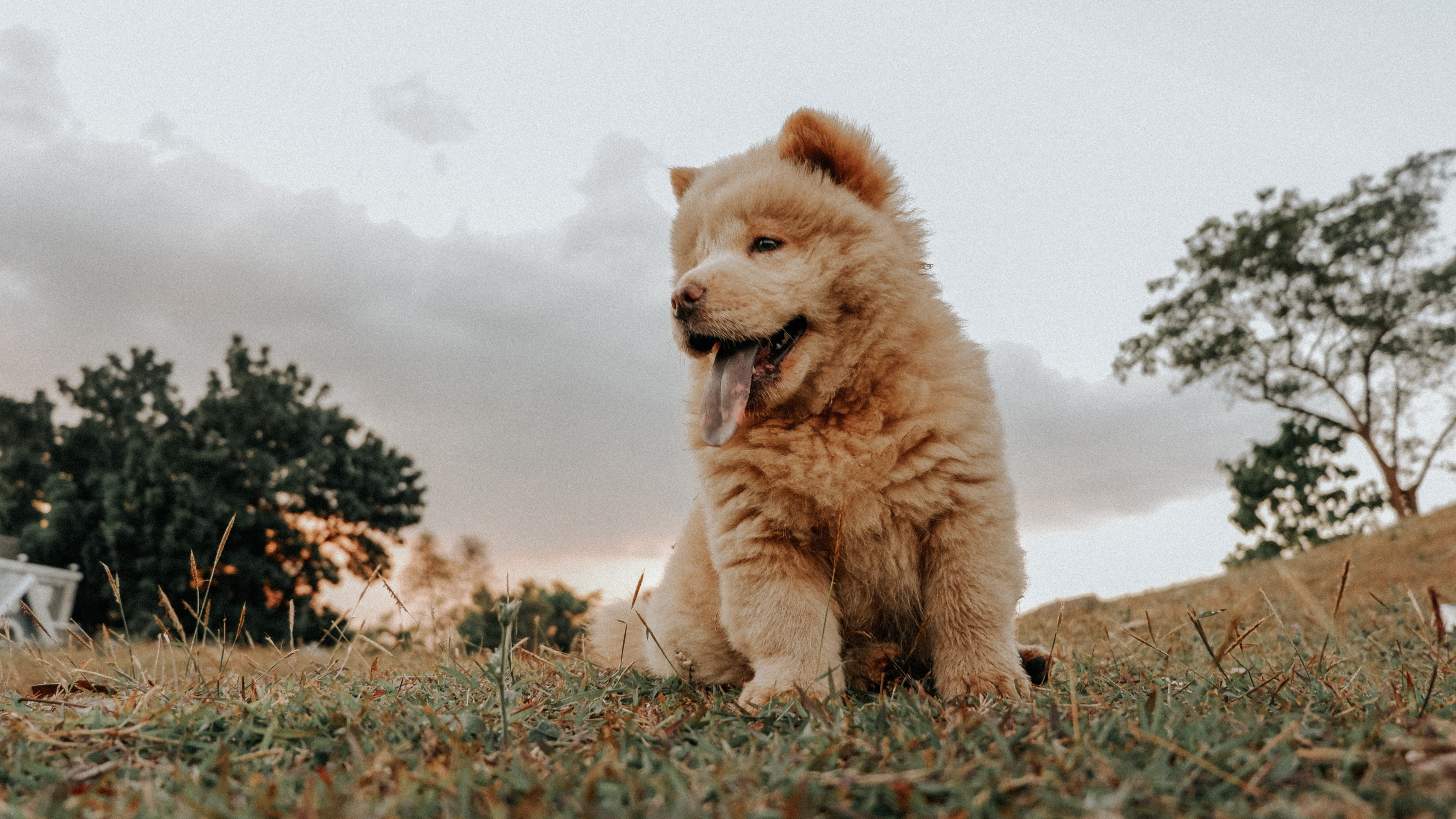 Chow Chow