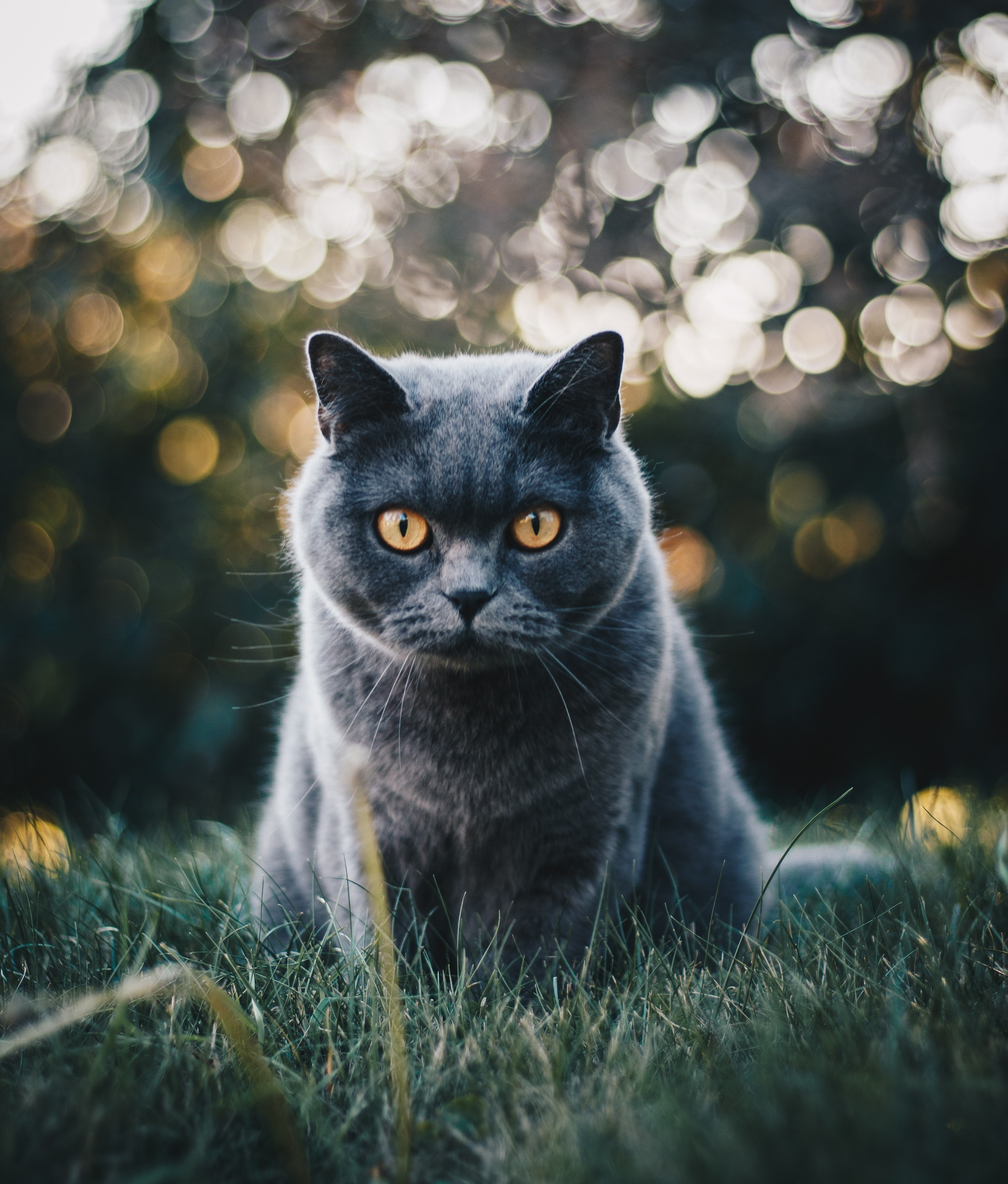 SEAL POINT BRITISH SHORTHAIR