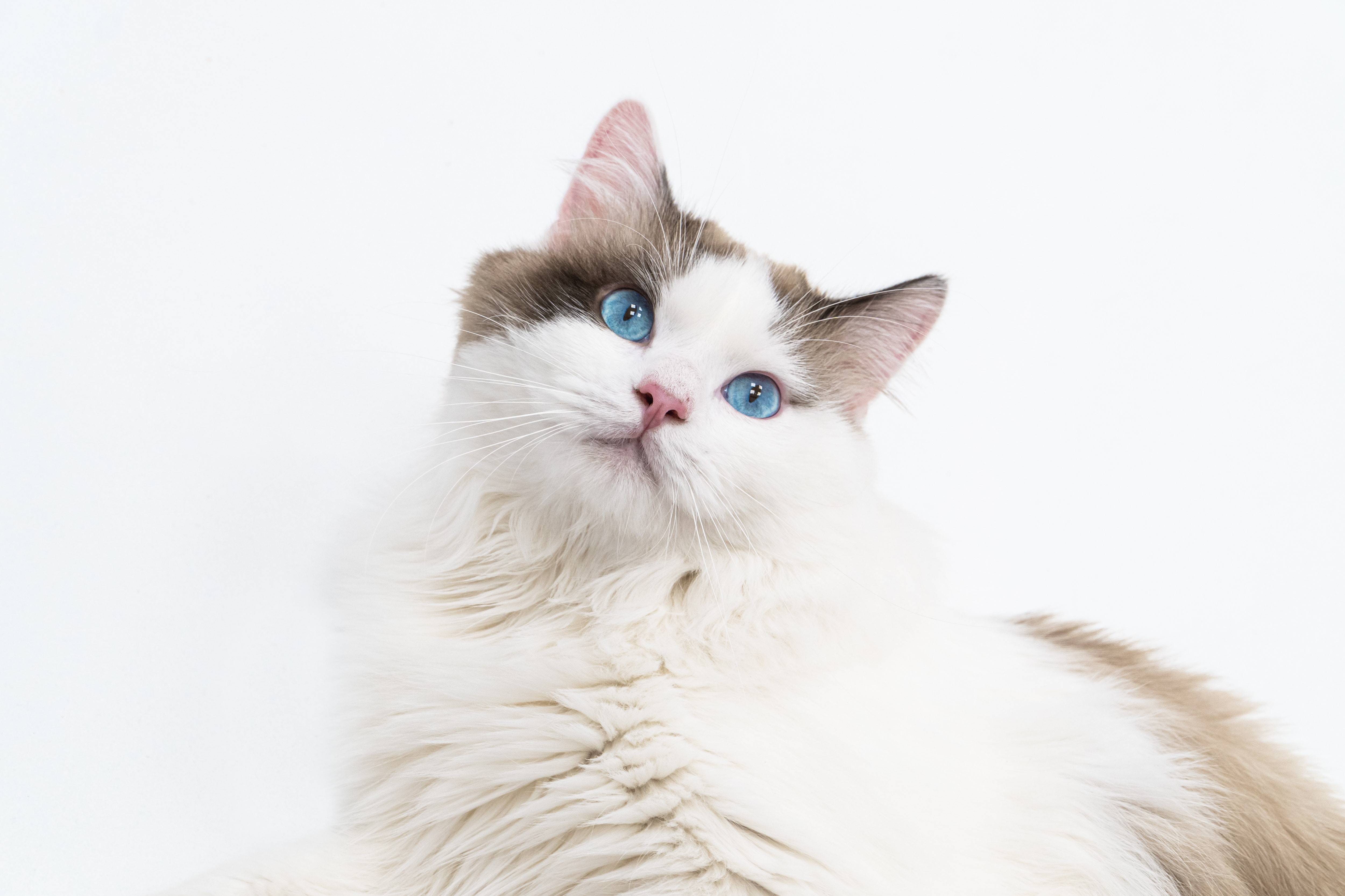 RAGDOLL