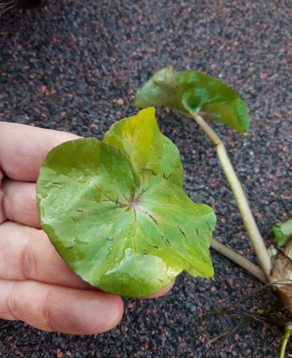 Thumbnail: Marsh Marigold 