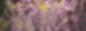 Facebook Cover Page.png