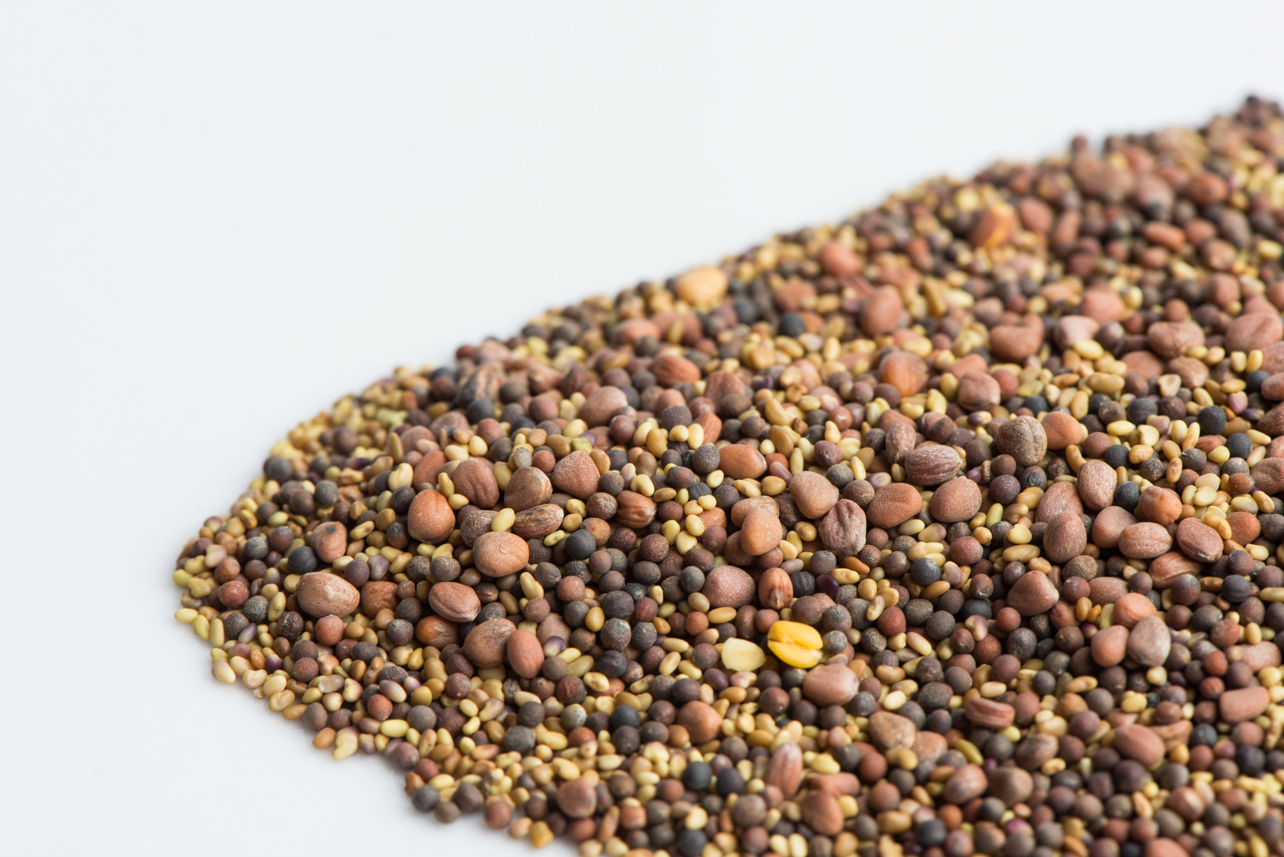 Mumm's Sprouting Seeds - Spring Salad Mix 125G