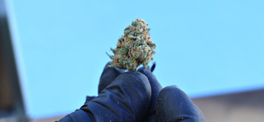 Thumbnail: GreenBroz Model M Dry Trimmer