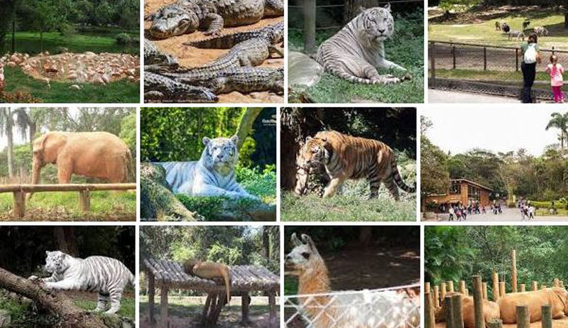 Sao Paulo Zoo