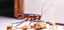 American Cockroach