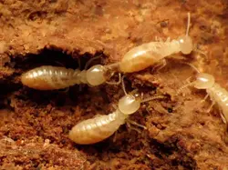 Termites