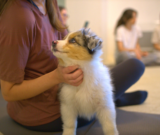 Retouches-Puppies - 005.jpg