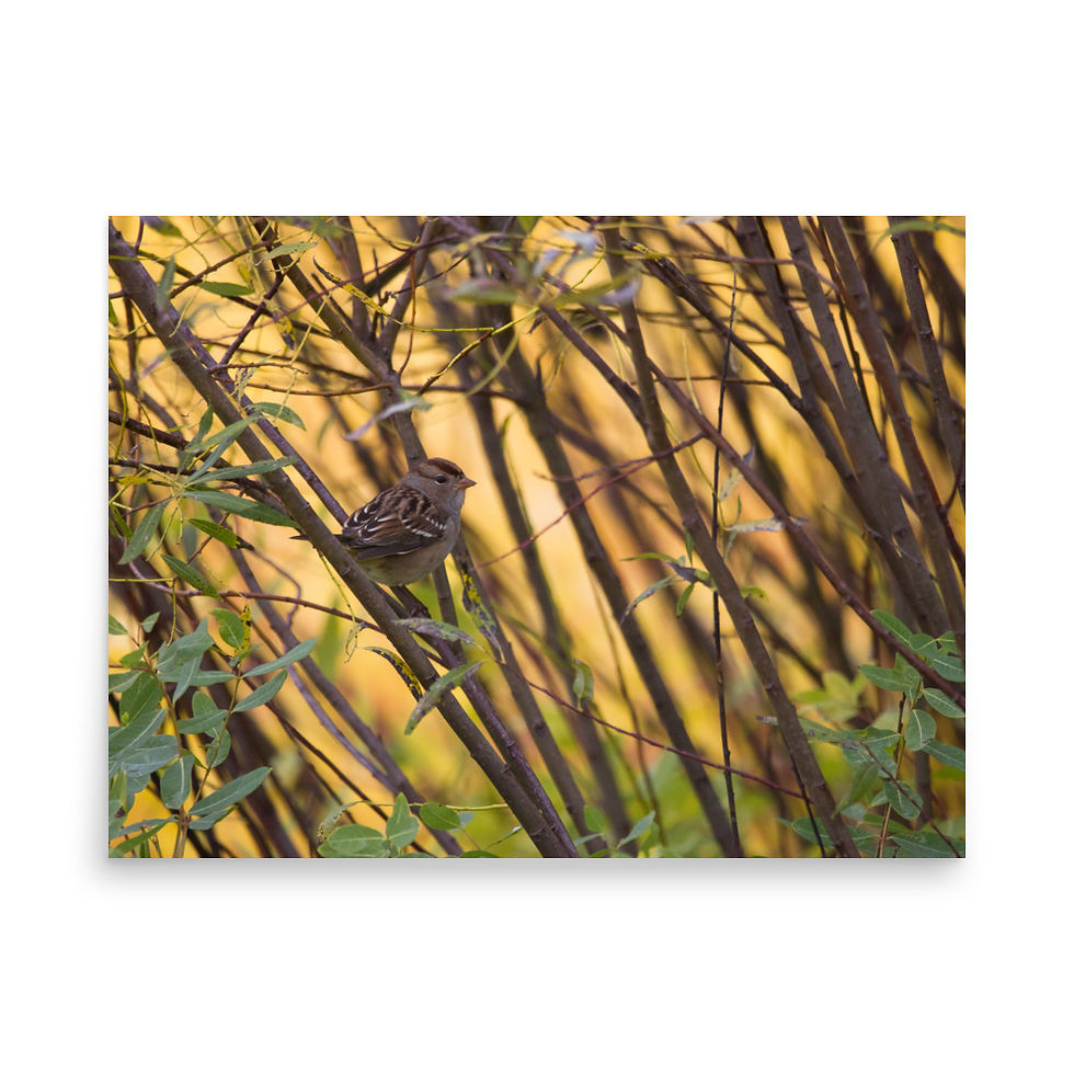 Thumbnail: White-crowned Sparrow (Dark Lored) - High quality print