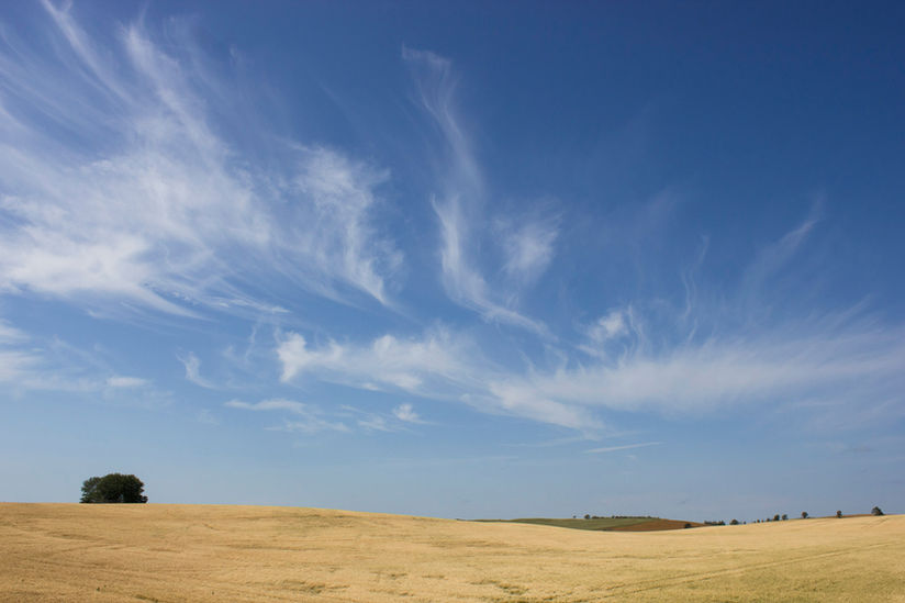 Whispy clouds fill a blue sky above a wheat field in Canada’s prairies.