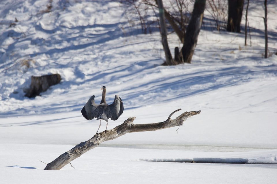 Great Blue Heron with its wings spread out, perches on a large tree trunk sticking out of a frozen creek in spring.