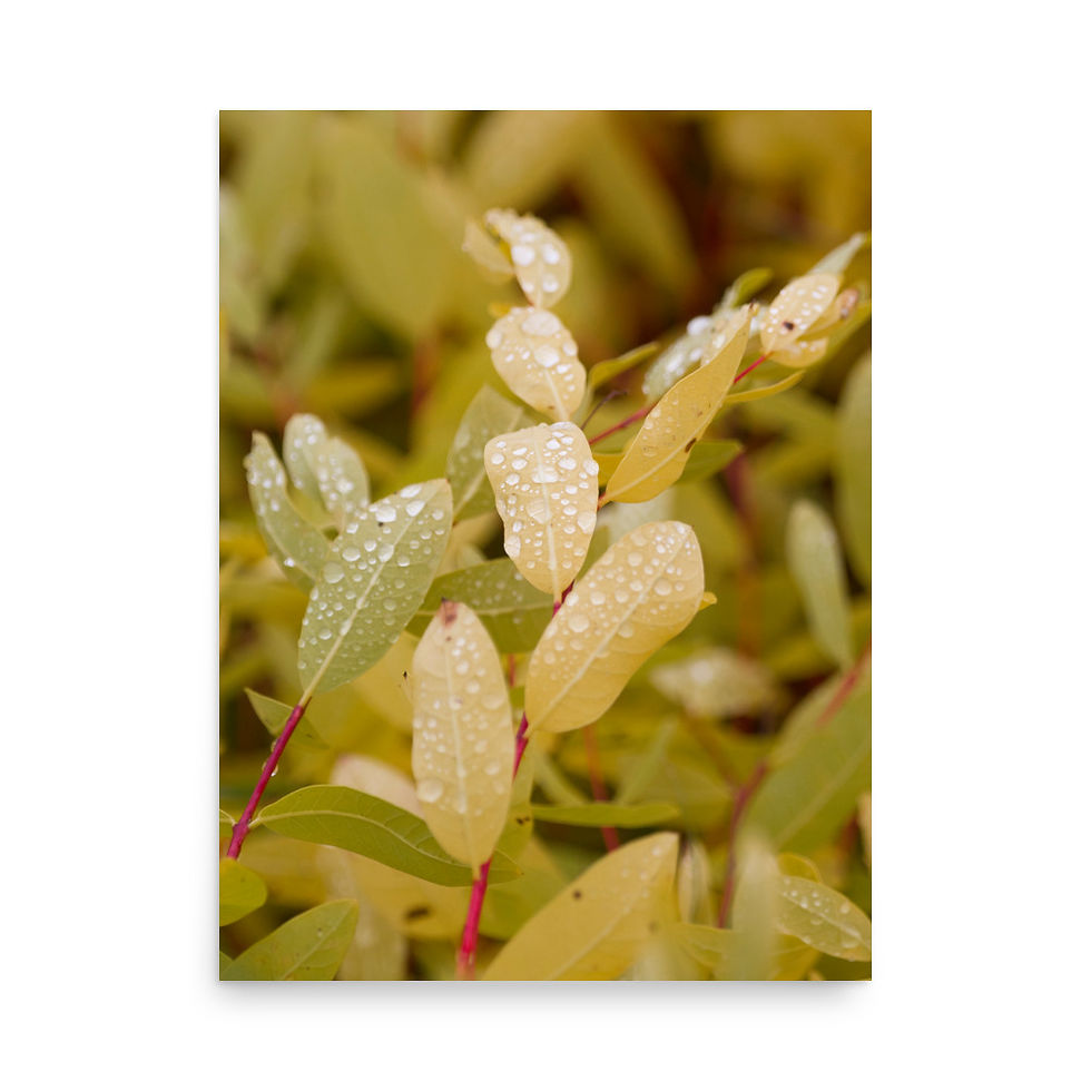 Thumbnail: Drops on Autumn Leaves - High quality print