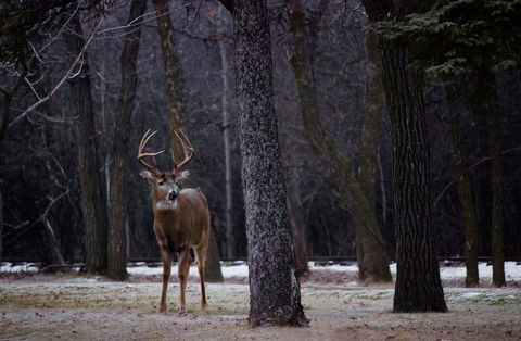 Big, healthy, White-tailed buck with large antlers stands in front of dark background of tree trunks on cold fall day.