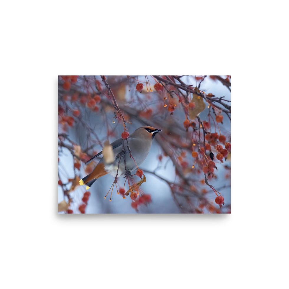 Thumbnail: Bohemian Waxwing - High-quality print