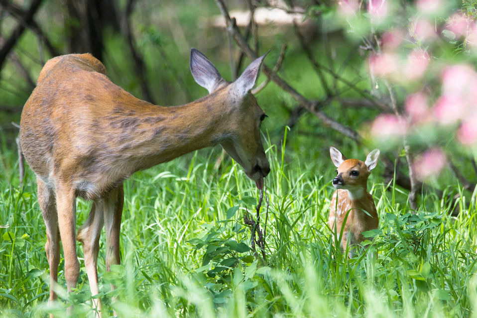 Mother white-tailed deer looks at her fawn moments before giving her fawn a cleaning.
