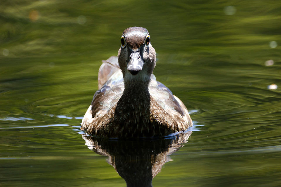 Head on view of female wood duck swimming in water with a green reflection.