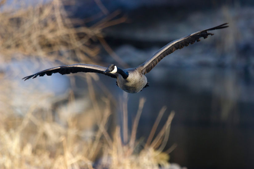Canada Goose does a fly by along a creek in some nice warm morning light.