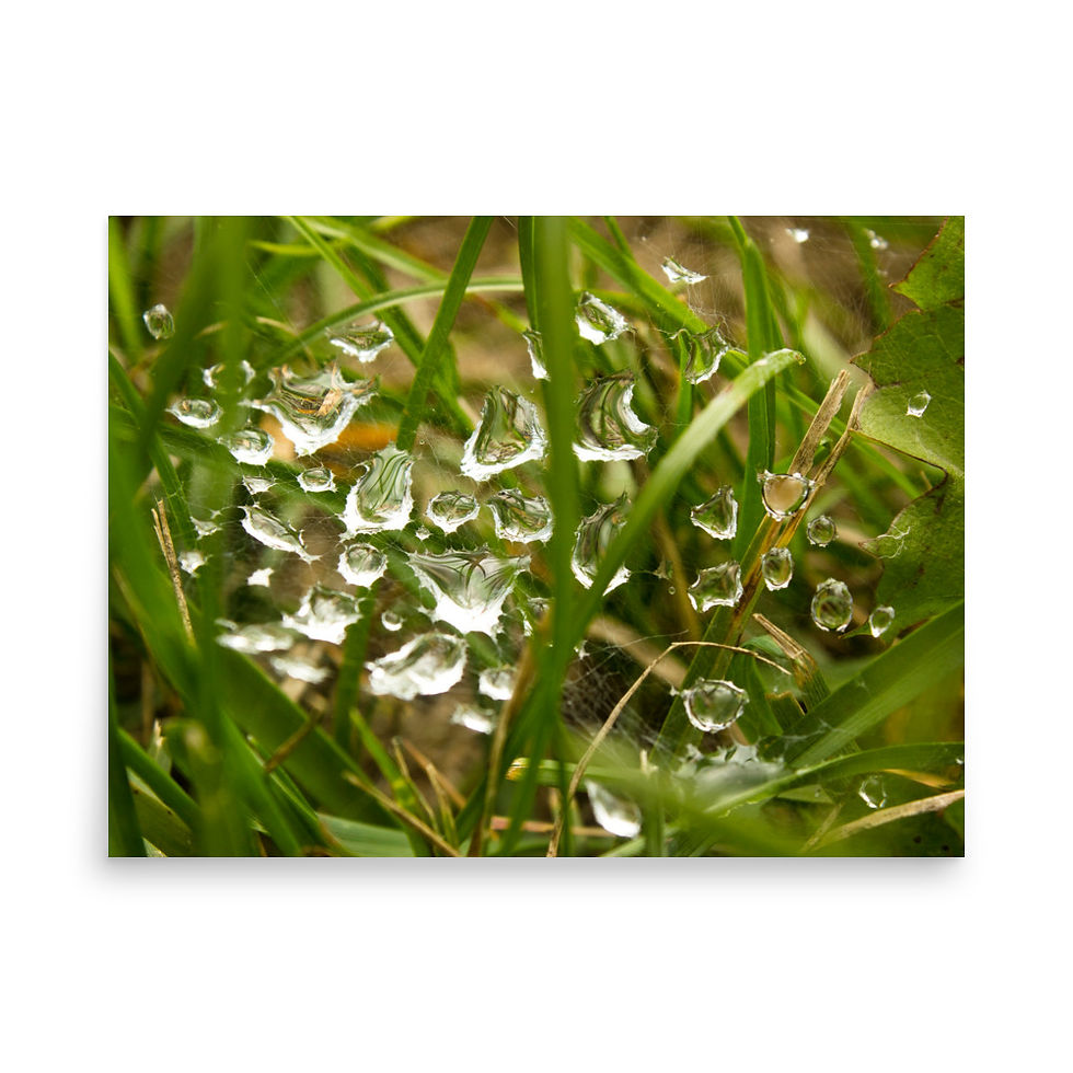 Thumbnail: Web of Water - High-quality print