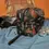 Thumbnail: Rodeo Days Traveler Bag
