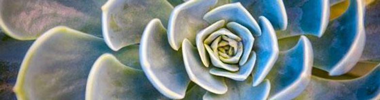succulent.jpg