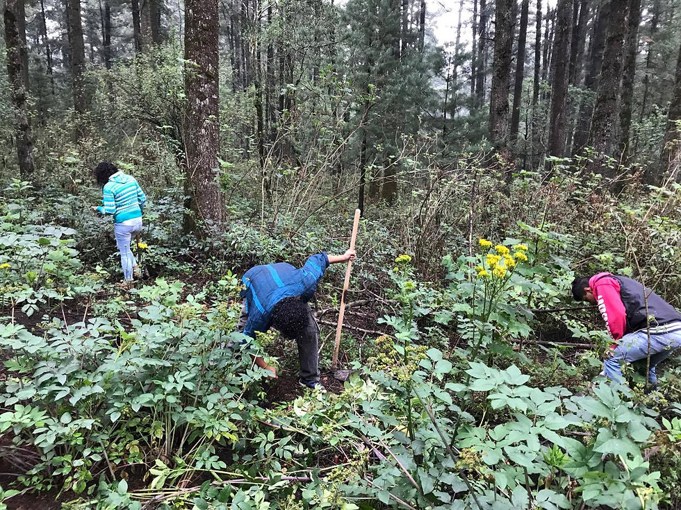 Labores de Reforestación