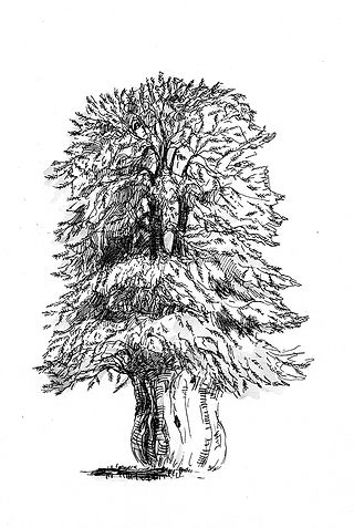 Yew Tree