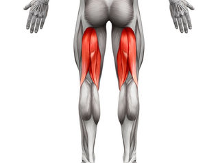 Unlocking the Power of Strong and Flexible Hamstrings: A Comprehensive Guide for Every Body.