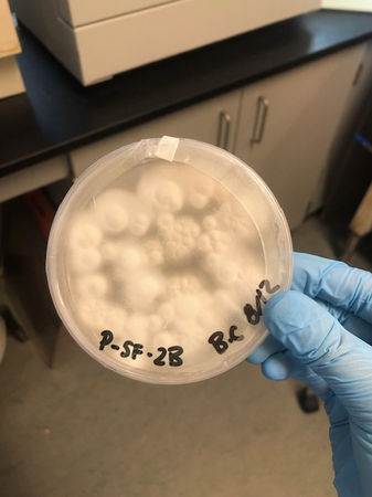 Utilizing the novel invertebrate model Galleria mellonella as a tool to test virulence and culturing