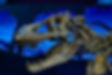 pexels-suki-lee-110686949-17194837 t rex skull.jpg