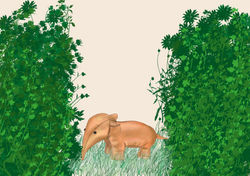 elephant