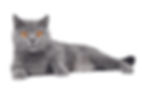 badasscat (1).jpg