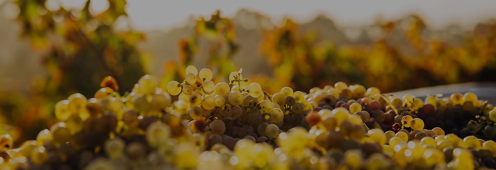 HOME-3_viticulture_5120x1760_edited