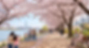 Spring in Korea – 벚꽃 Cherry Blossoms 🌸