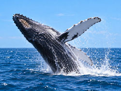 Whale watching on Cape Cod