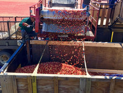 Cape Cod Cranberry Harvest Tours 2026 – Best Bogs & Fall Experiences.