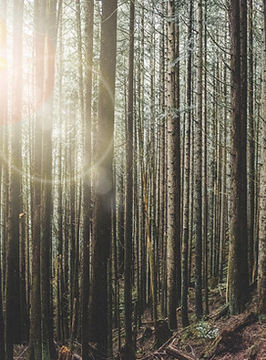 Dense Forest Trees_edited.jpg