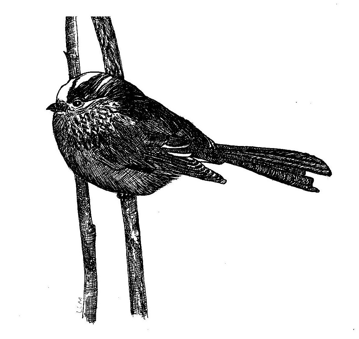 Long Tailed Tit