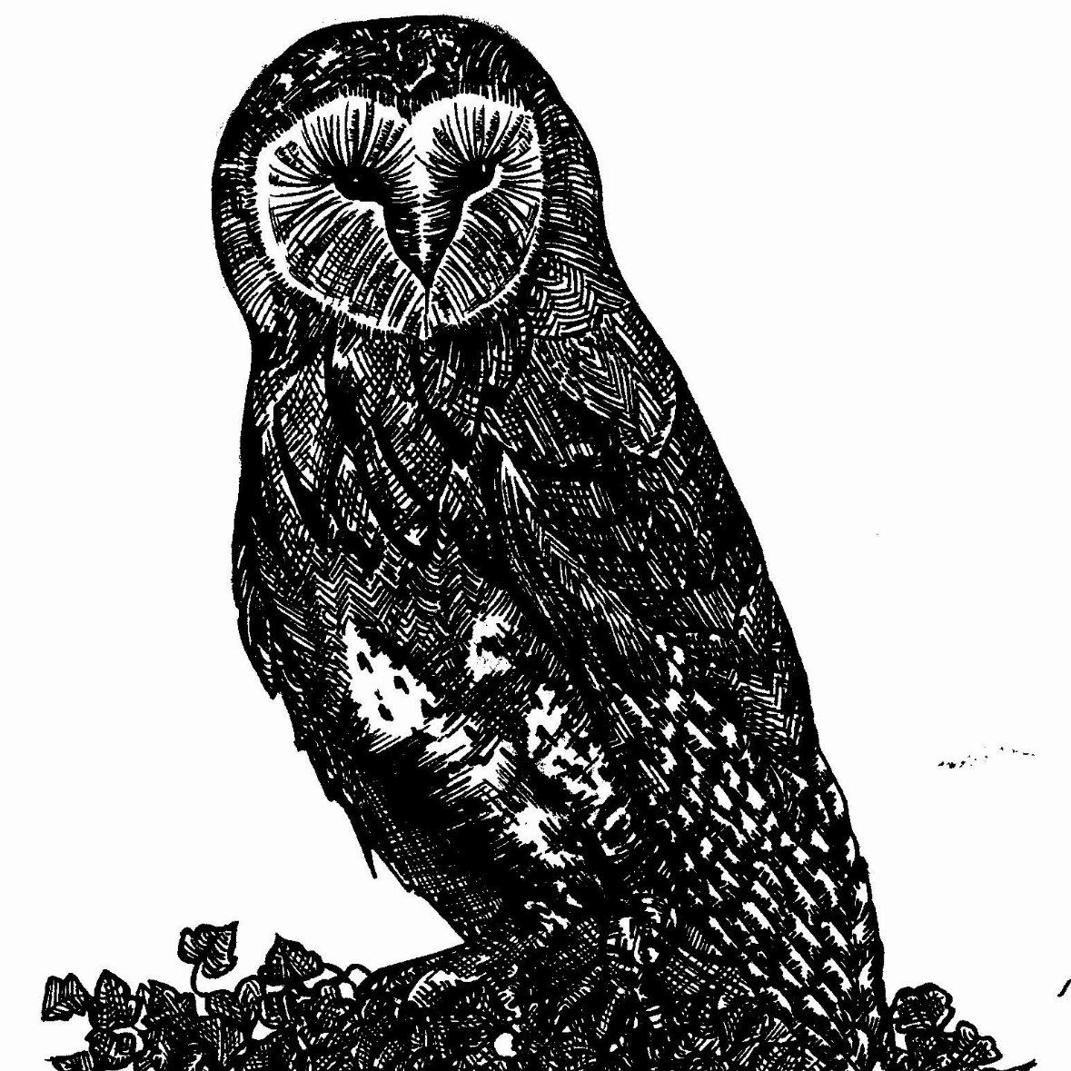Barn Owl & Ivy