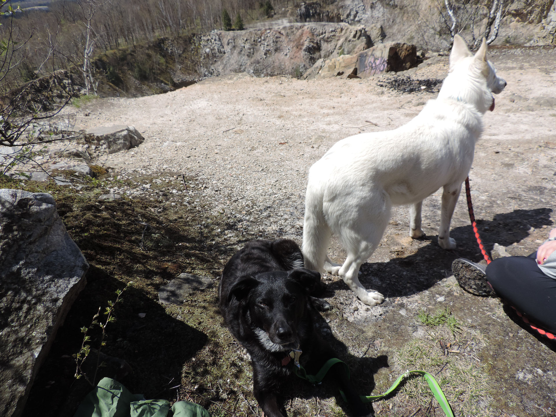 Lucky taking a break at the quarry