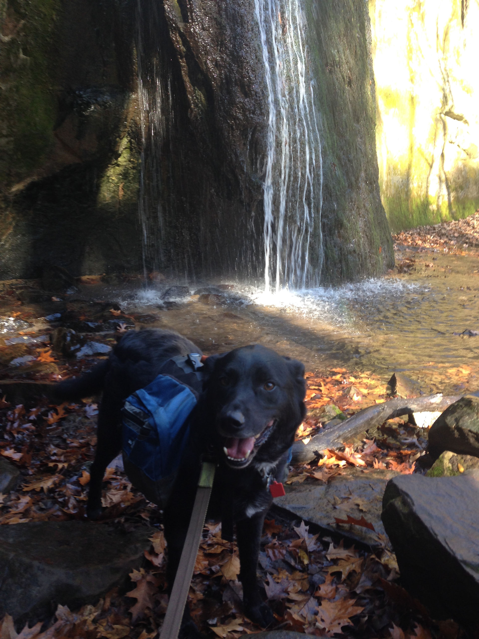 Lucky by Stephens Falls