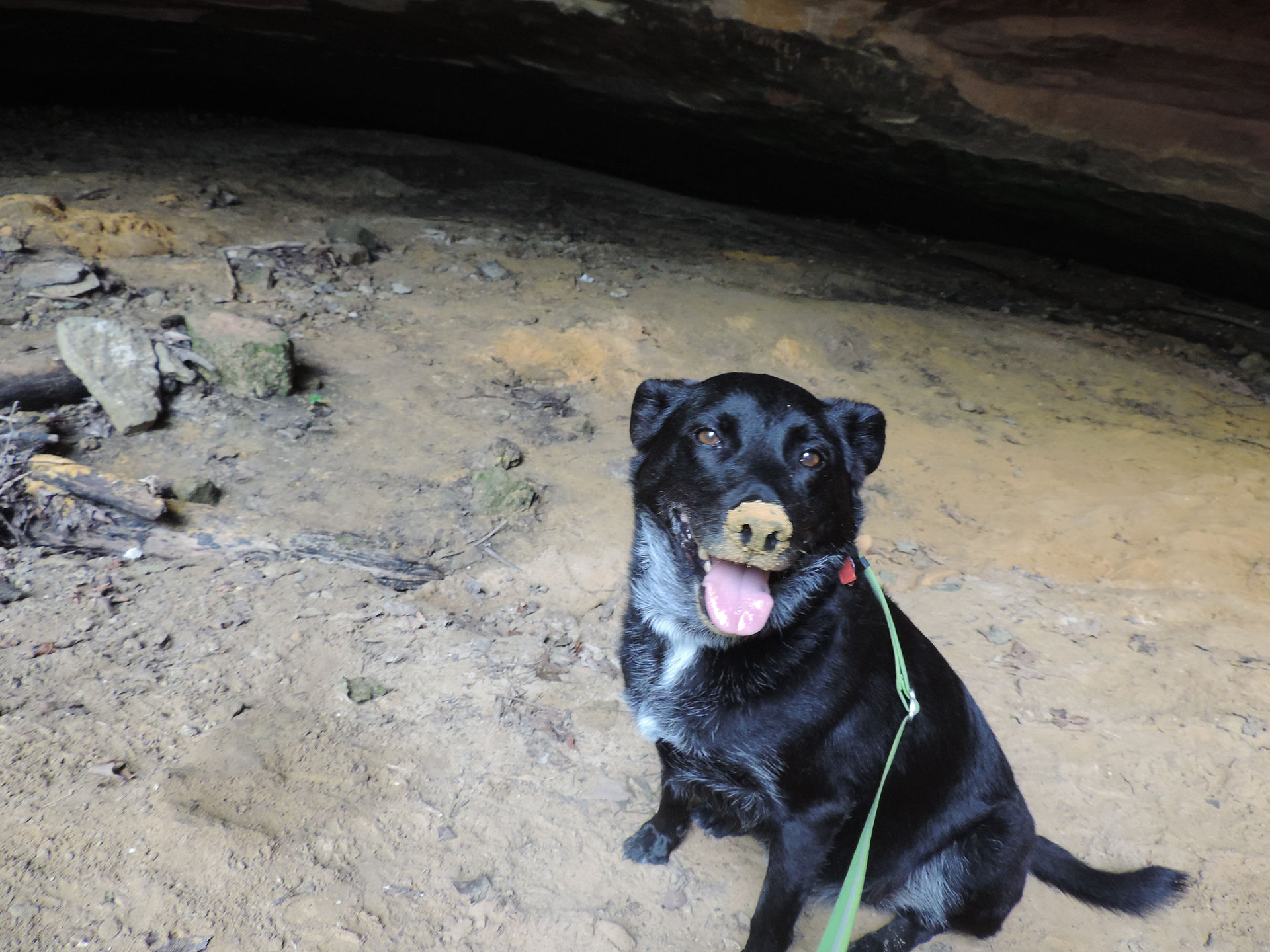 Orange snout! Lucky in Big Sand Cave