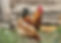 chickens.jpg
