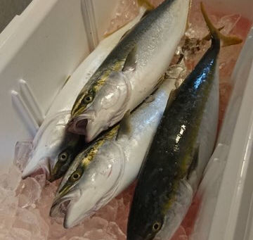 10月9日(火)の釣果です