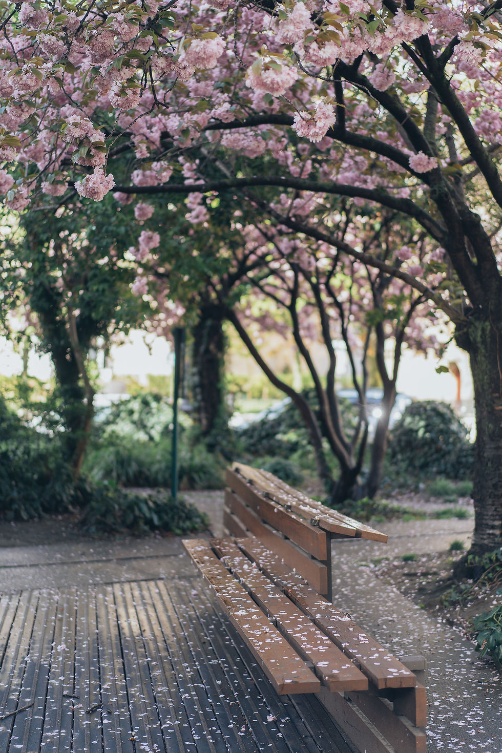 Empty park bench beneath blooming spring trees, evoking pause, reflection, and quiet moments of everyday beauty.