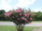 Pink crape myrtle bush by road