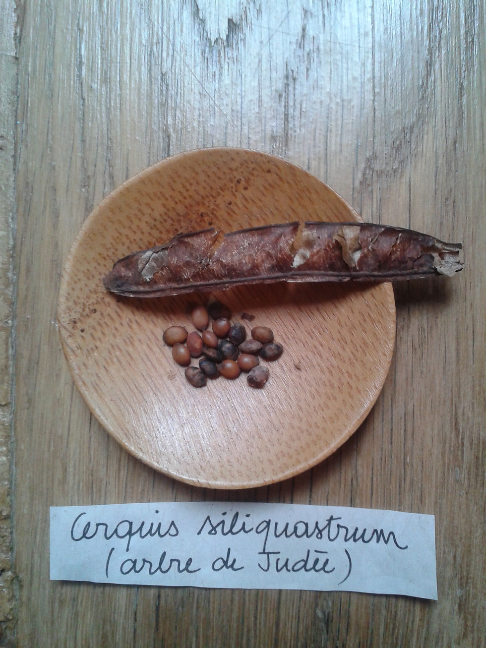 Cerquis siliquastrum.jpg