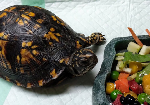_box turtle recovering well after amputation. She was able to go back to the wild 2 months