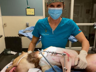 shelter dog following surgery to correct a chronically dislocated elbow, stabilized with e